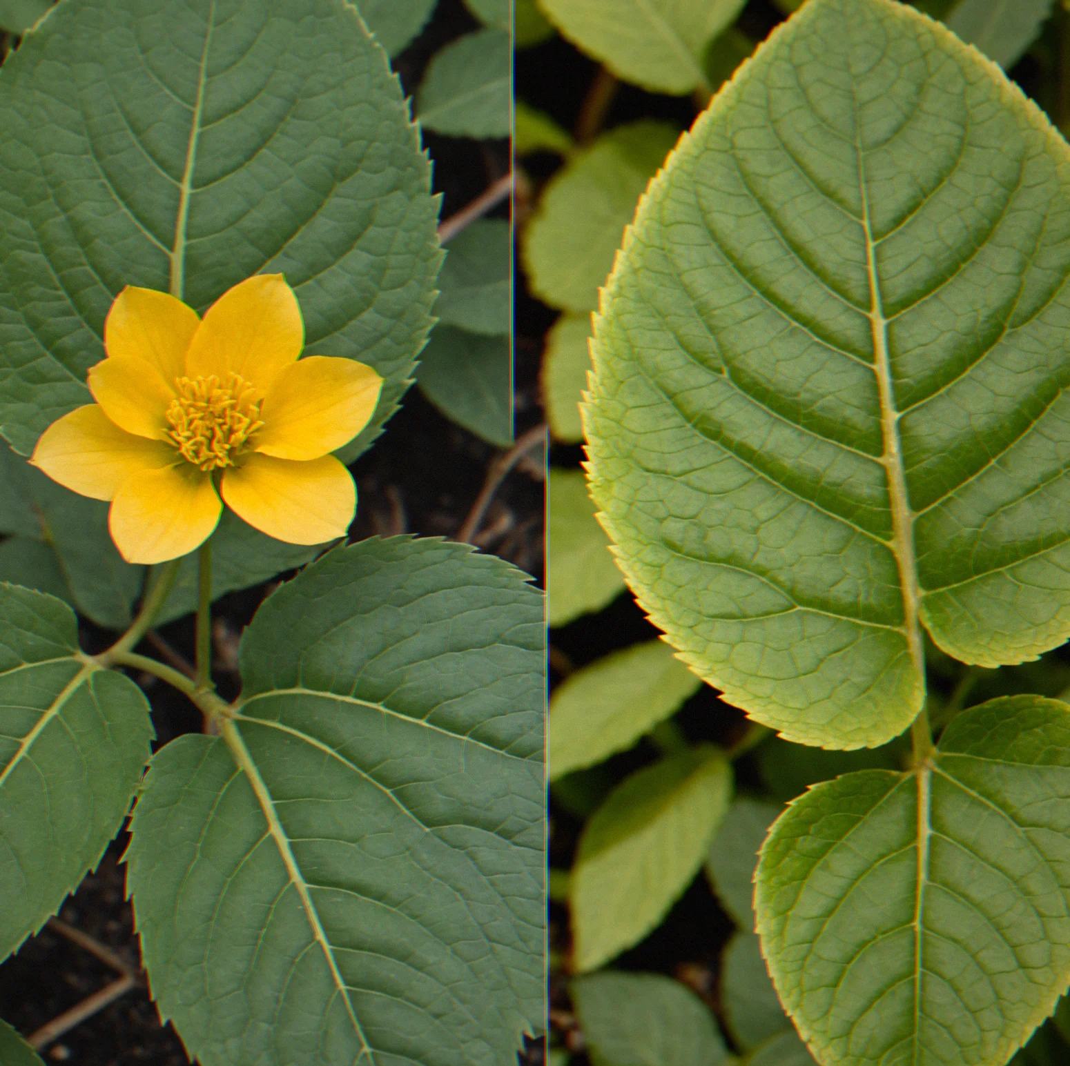 A before-and-after split showing a fully desaturated sccene on the left and its vibrant restored version on the right